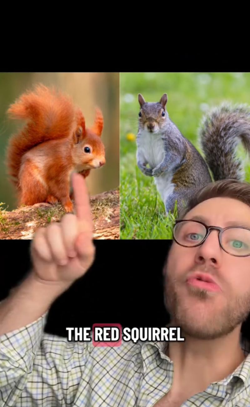 Gli scoiattoli che vediamo nei parchi europei non sono nativi dell'Europa: se scuri, sono i discendenti di quelli americani