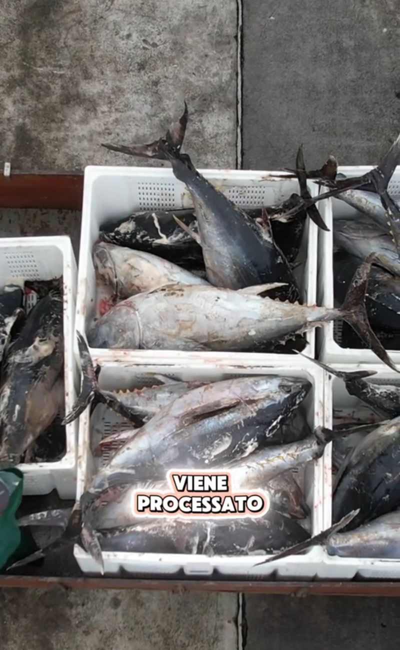 Secondo il salumiere, il tonno in scatola dopo essere pescato viene processato, congelato e scongelato più volte