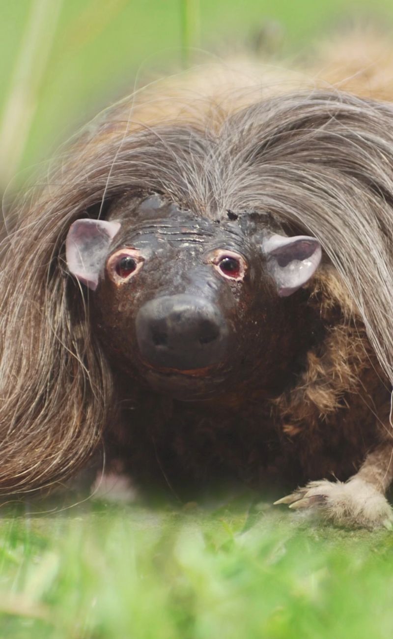 Gli scozzesi hanno diffuso, per scherzo, le foto dell'Haggis, animale non esistente, da cui deriverebbe il piatto nazionale.