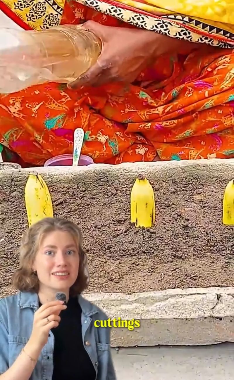 Le banane Cavendish (quelle che consumiamo in Italia) non provengono dai semi ma da un frutto tagliato a metà e clonato praticamente all'infinito