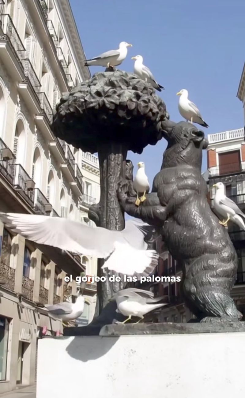 Secondo l'etologa, una città senza piccioni lascerebbero spazio incontrollato ai gabbiani, peggiorando di fatto la situazione