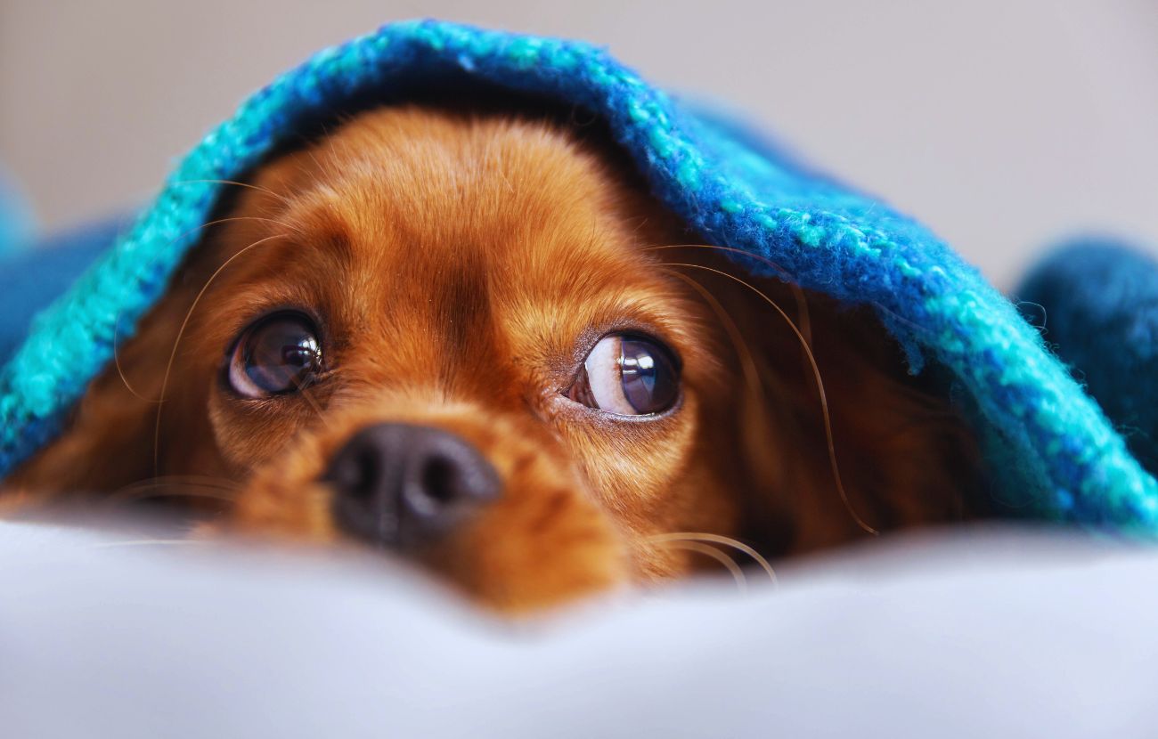 Anche i cani hanno bisogno delle coperte