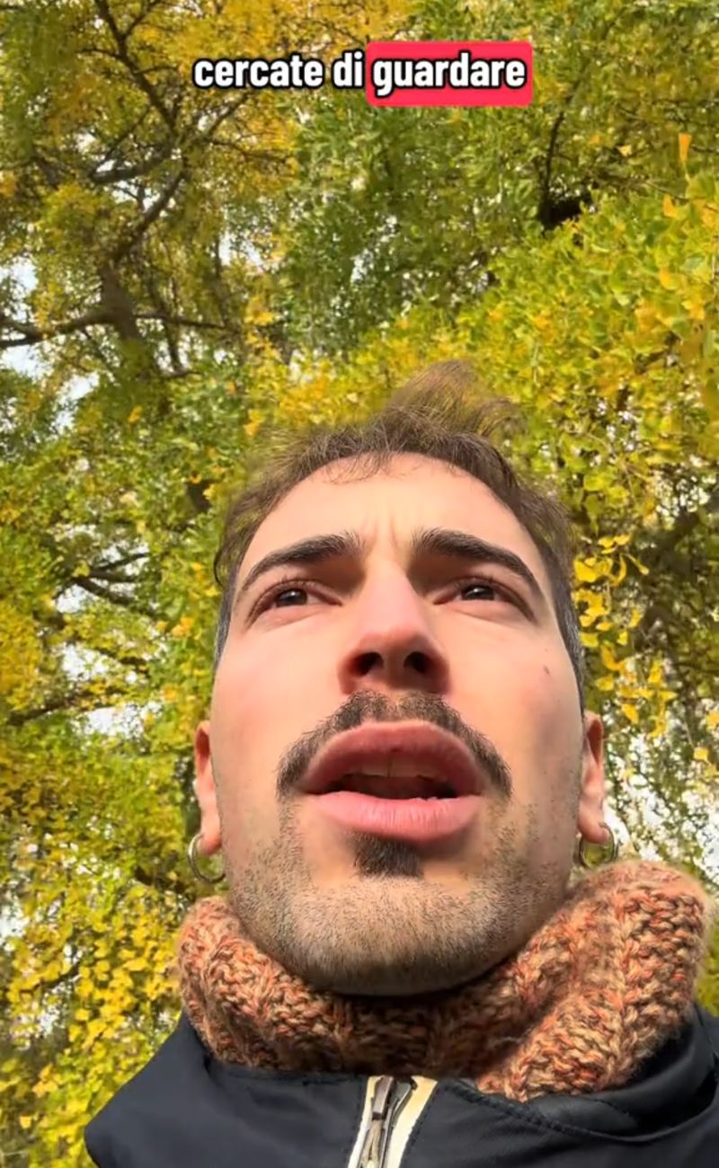 In autunno le foglie diventano gialle per vari motivi