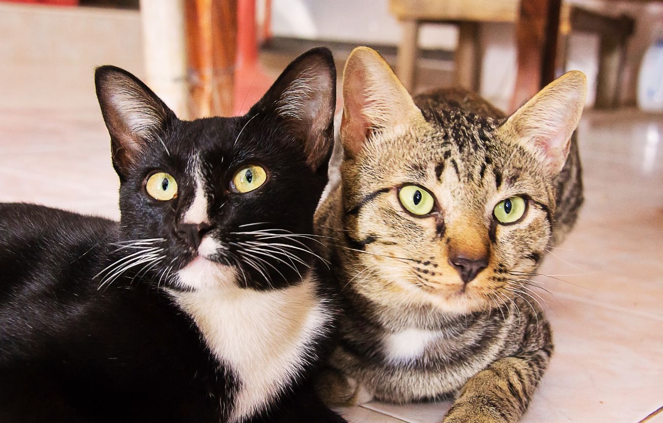 La donna non ha voluto soldi per sé dall'ex marito, ma ha ottenuto circa 200€ al mese per il mantenimento dei loro due gatti.