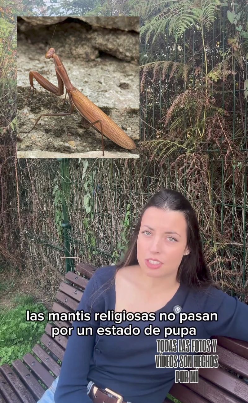 La mantide religiosa non è sempre verde: molti esemplari sono marroni. Credits: @celulau.bio