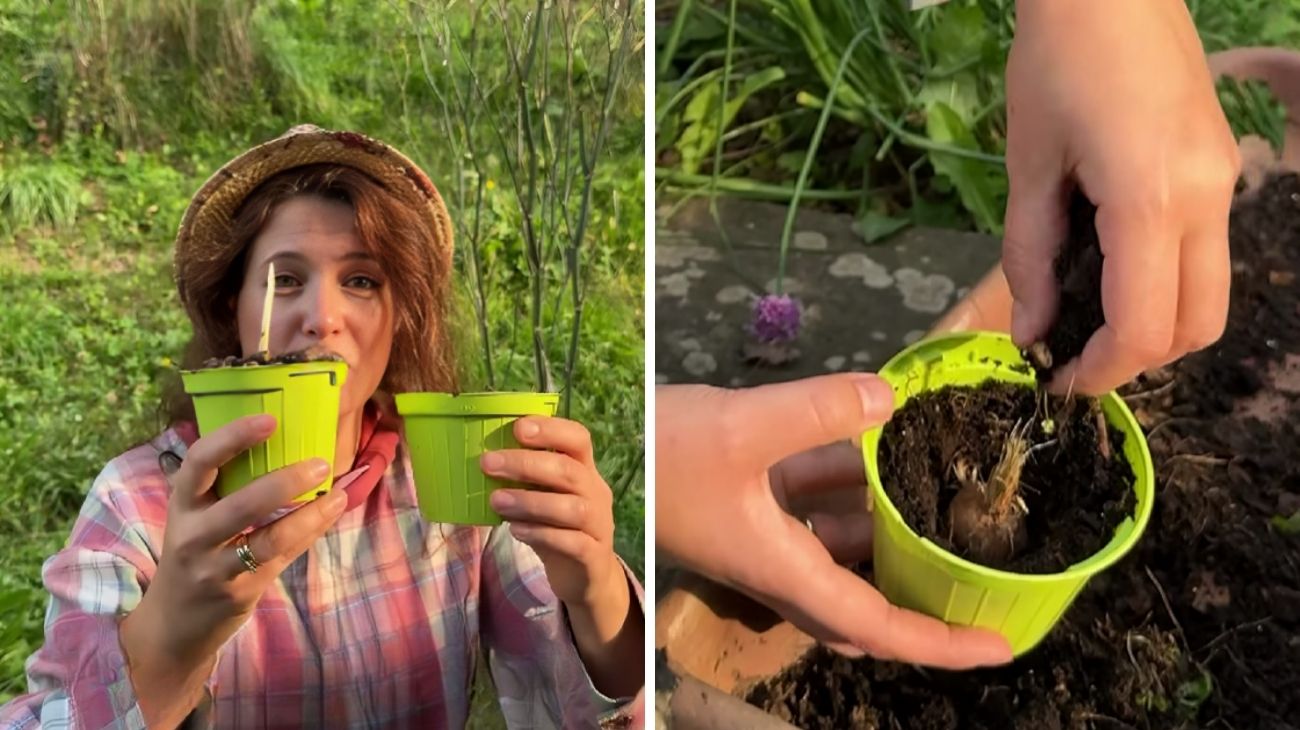 pianta furba autunno