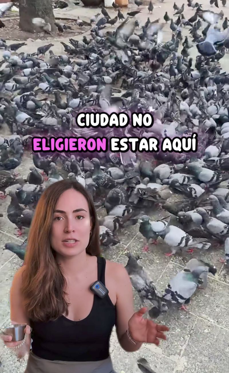 "I piccioni non hanno scelto di vivere nelle nostre città", ricorda Magda.