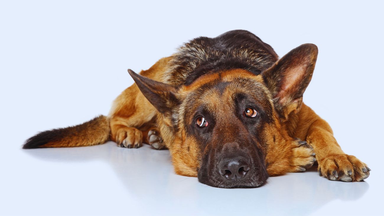 Un cane potrebbe sospirare per richiedere attenzione.