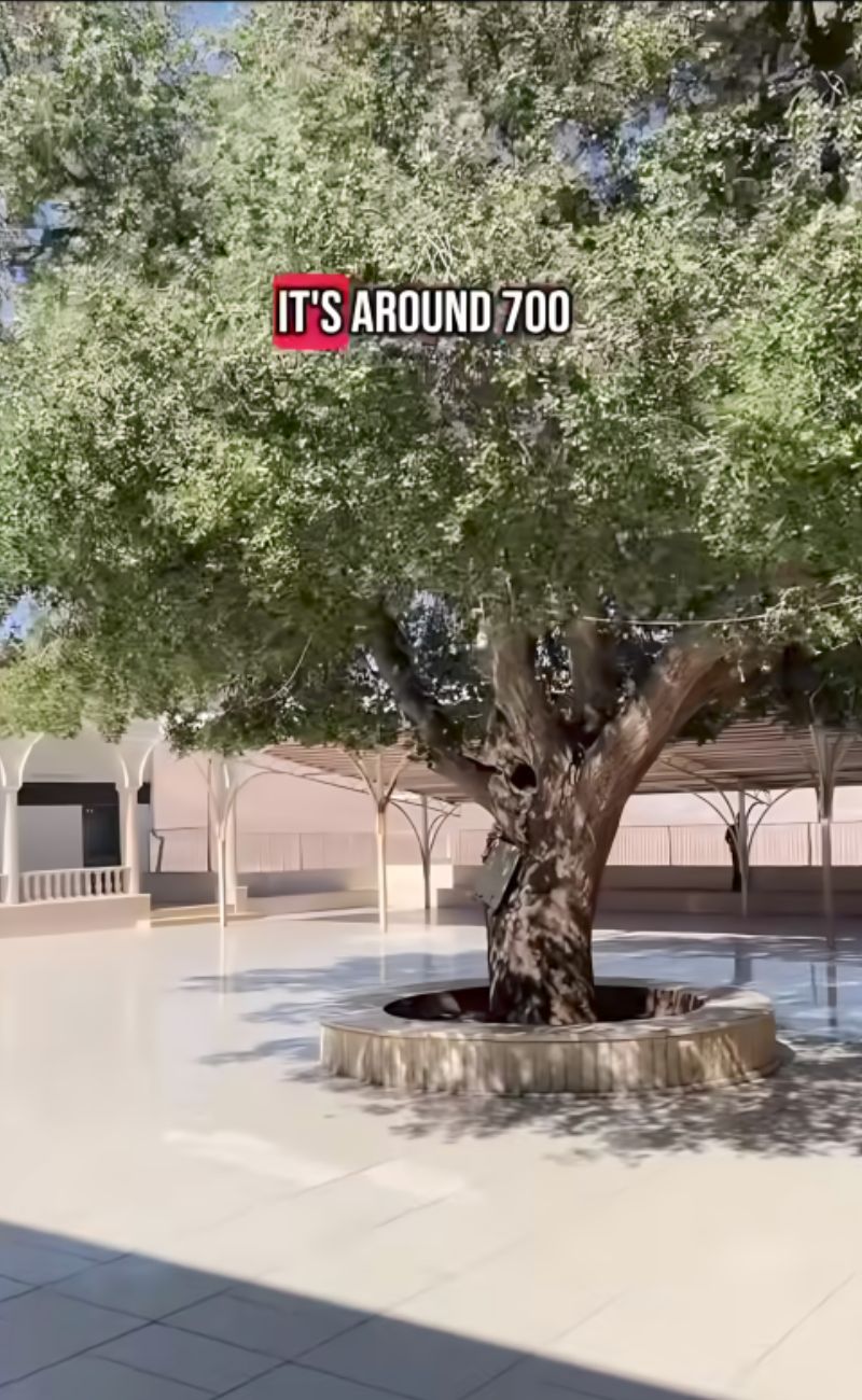 All'esterno, c'è un albero nato dal seme di quello su cui sono saliti i famosi due corvi del racconto biblico