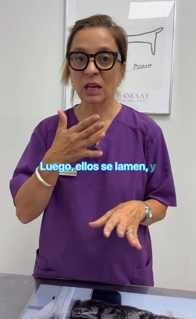 Molti cani si leccano le zampe e, in presenza di batteri, possono rischiare infezioni.