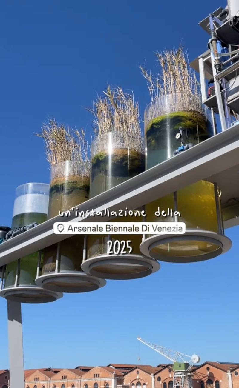 Il sistema che purificava l'acqua della Laguna, in maniera naturale prima e artificiale poi