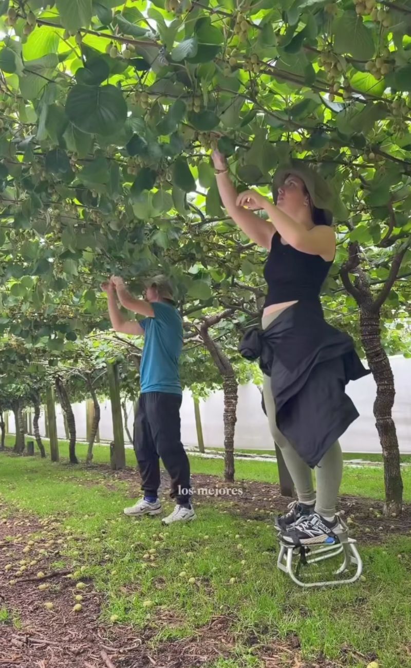 La coppia mentre raccoglie kiwi.