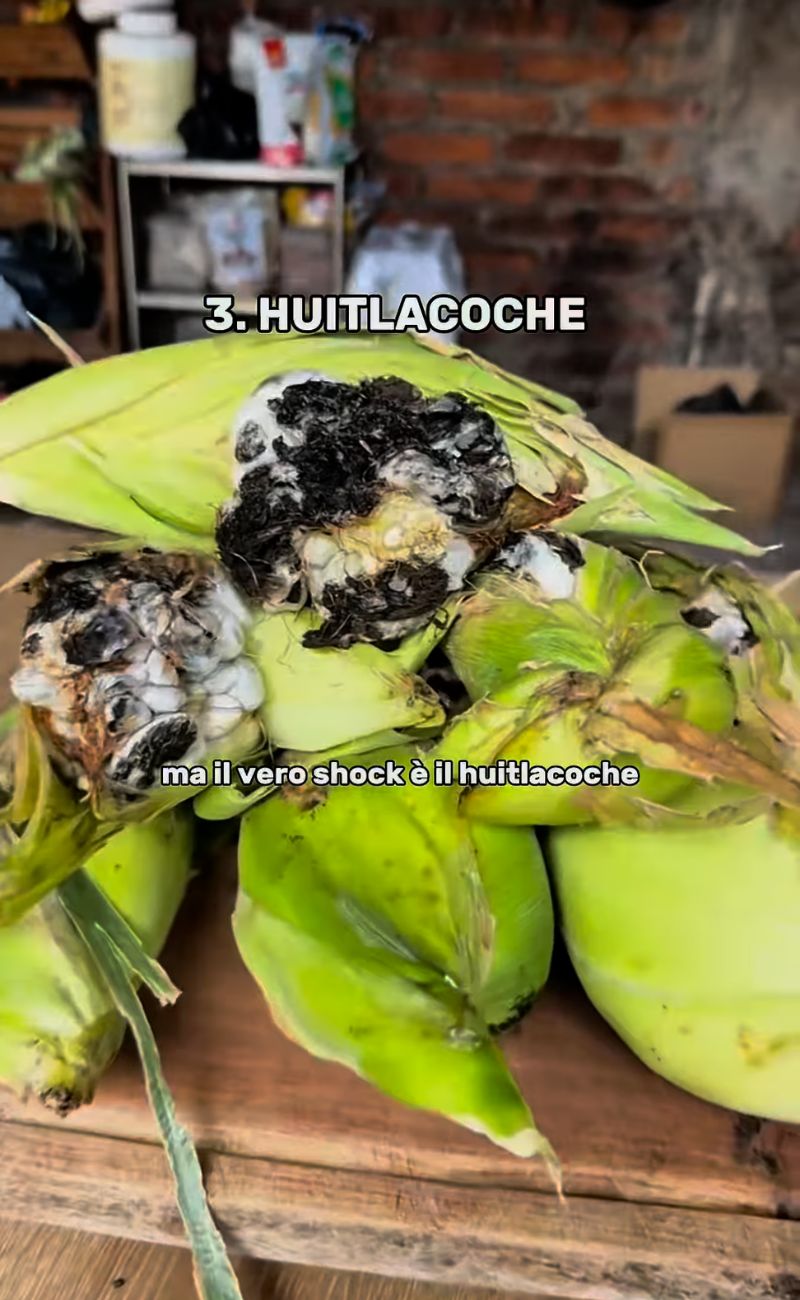 In quanti mangerebbero un fungo parassita del Mais? Eppure in Messico è una prelibatezza, che costa caro.