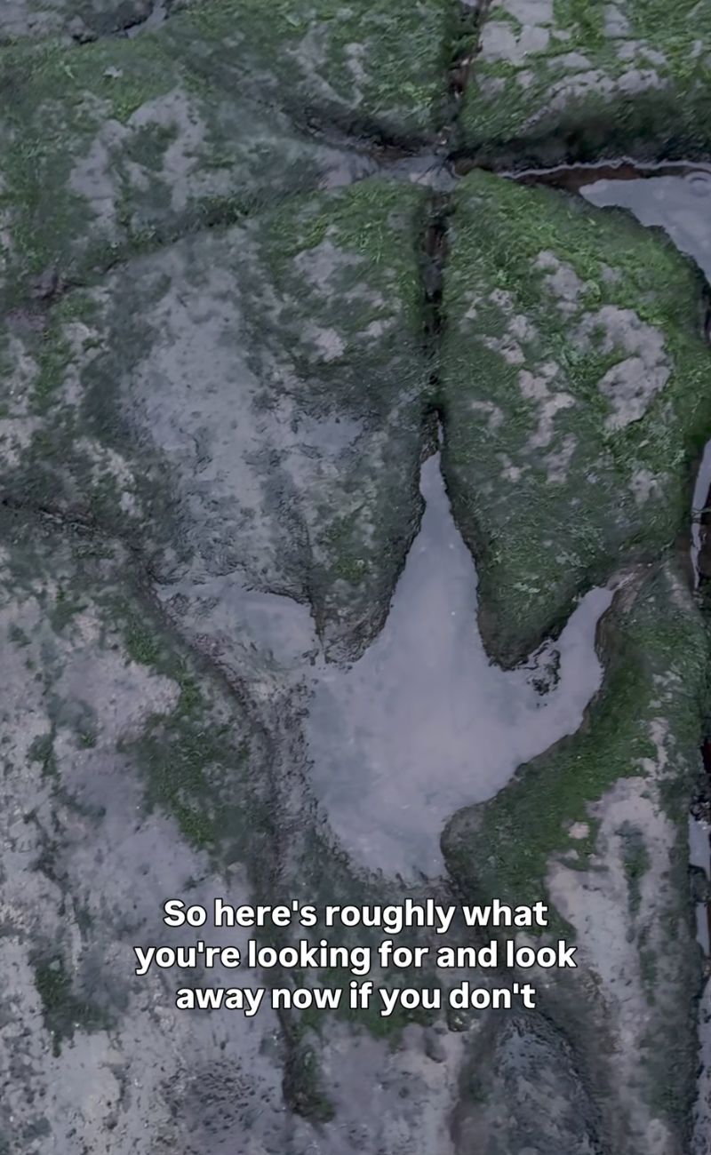 Questa è l'orma di un dinosauro vissuto 160 milioni di anni fa.