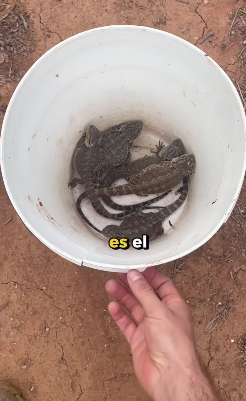 Non è raro trovare questi rettili tra i vigneti australiani