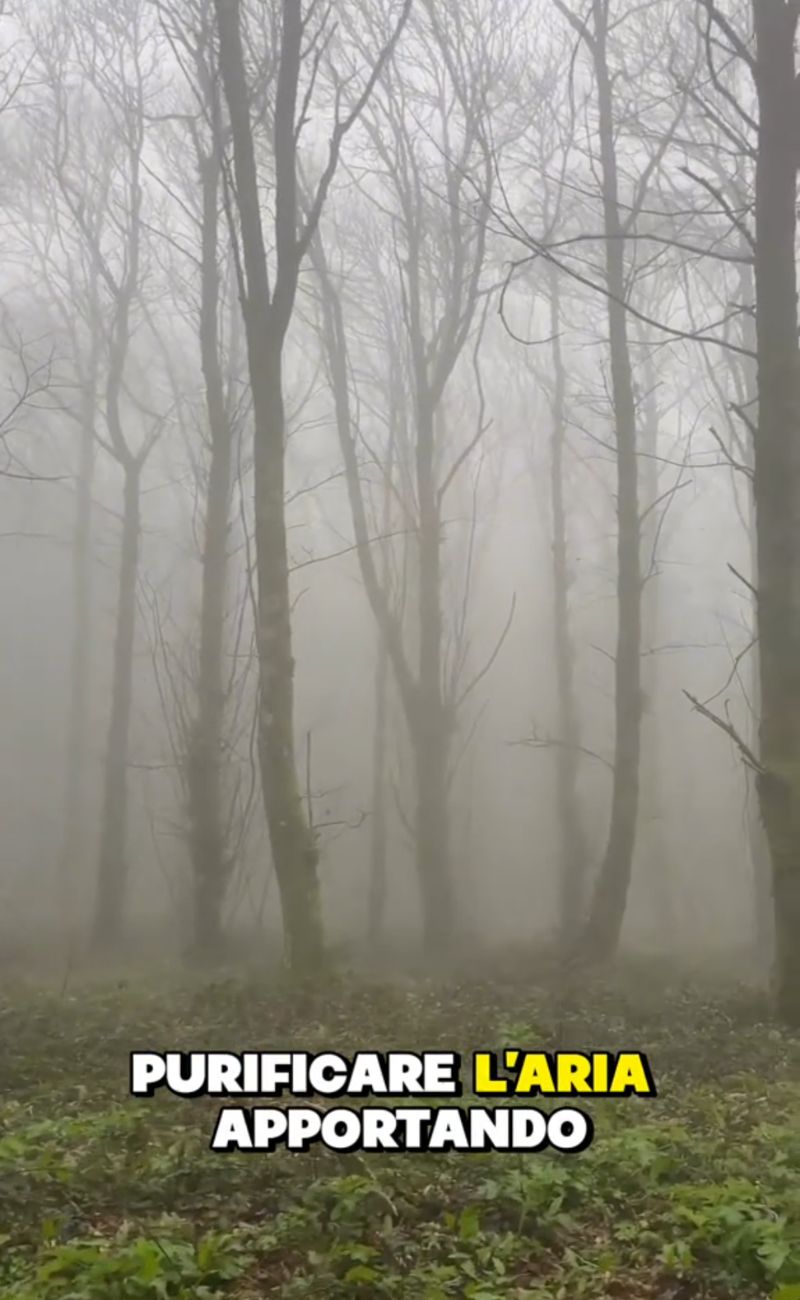 La nebbia può risultare fastidiosa per alcuni di noi, ma ha delle oggettive utilità