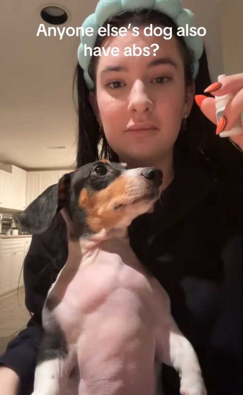 Il bassotto con gli addominali diventato famoso sul web