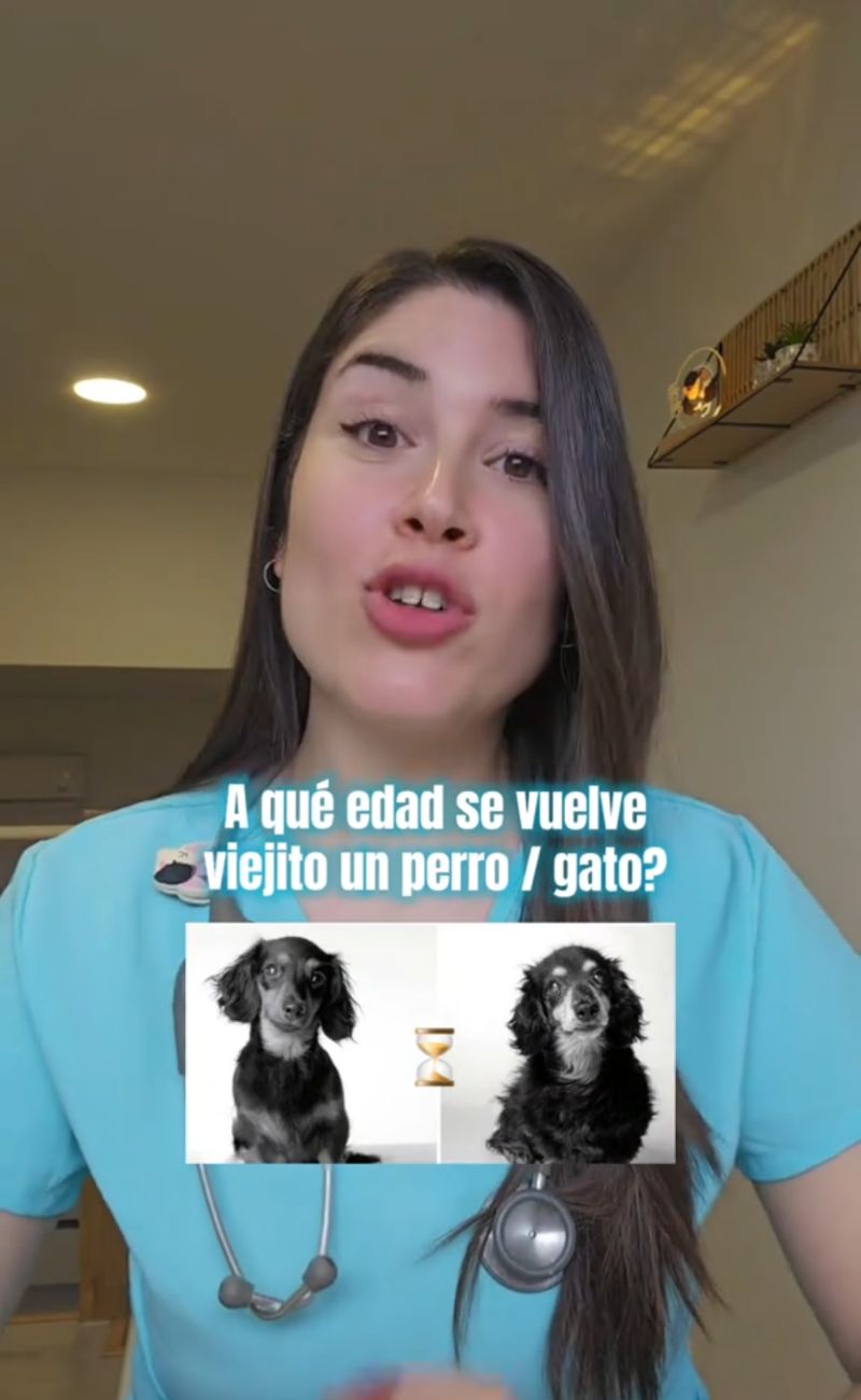La veterinaria spagnola ha spiegato quando, secondo la scienza, un cane o un gatto è consierabile anziano - forumagricolturasociale.it