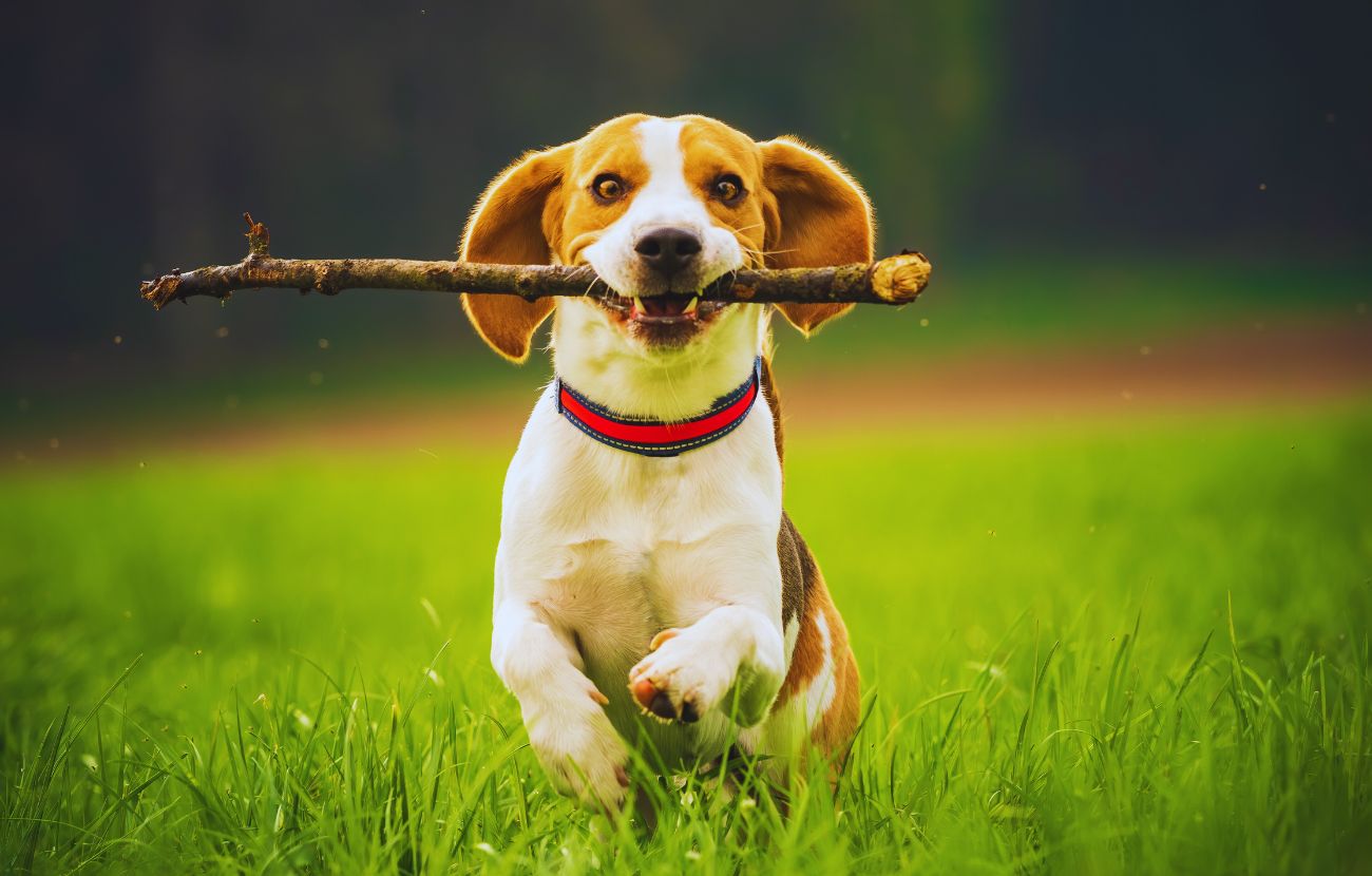 Per evitare che un cane diventi frustrato, è bene farlo giocare e correre il più possibile