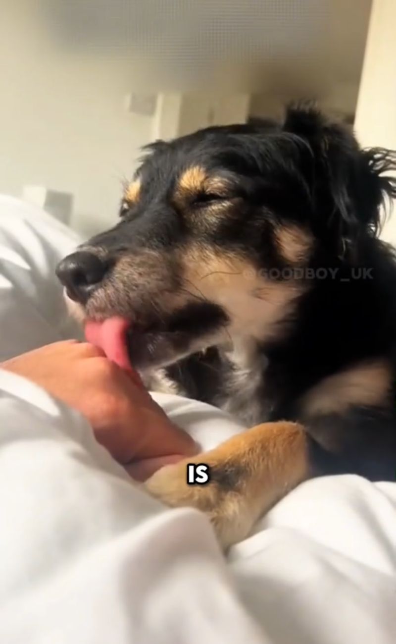 Un cane che lecca il proprio padrone - forumagricolturasociale.it