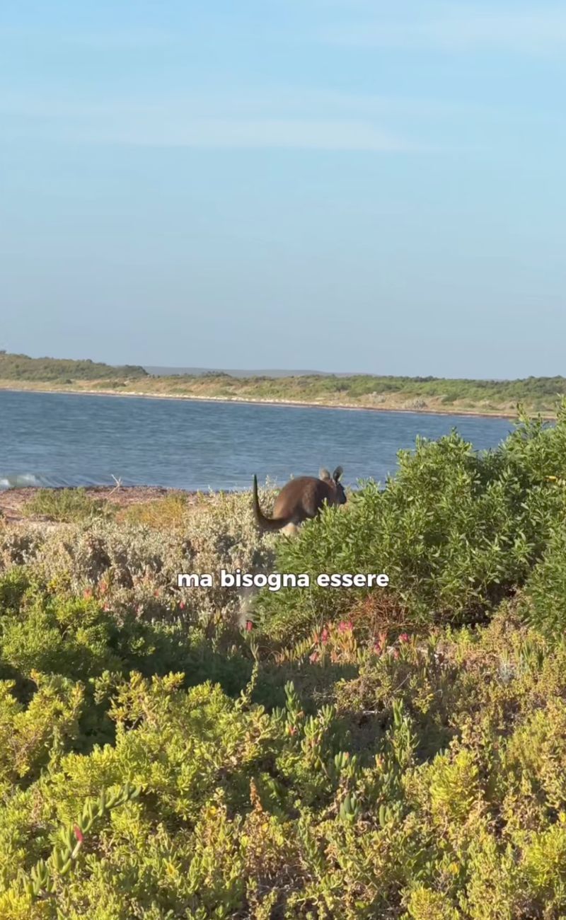 Un canguro su una spiaggia australiana - forumagricolturasociale.it