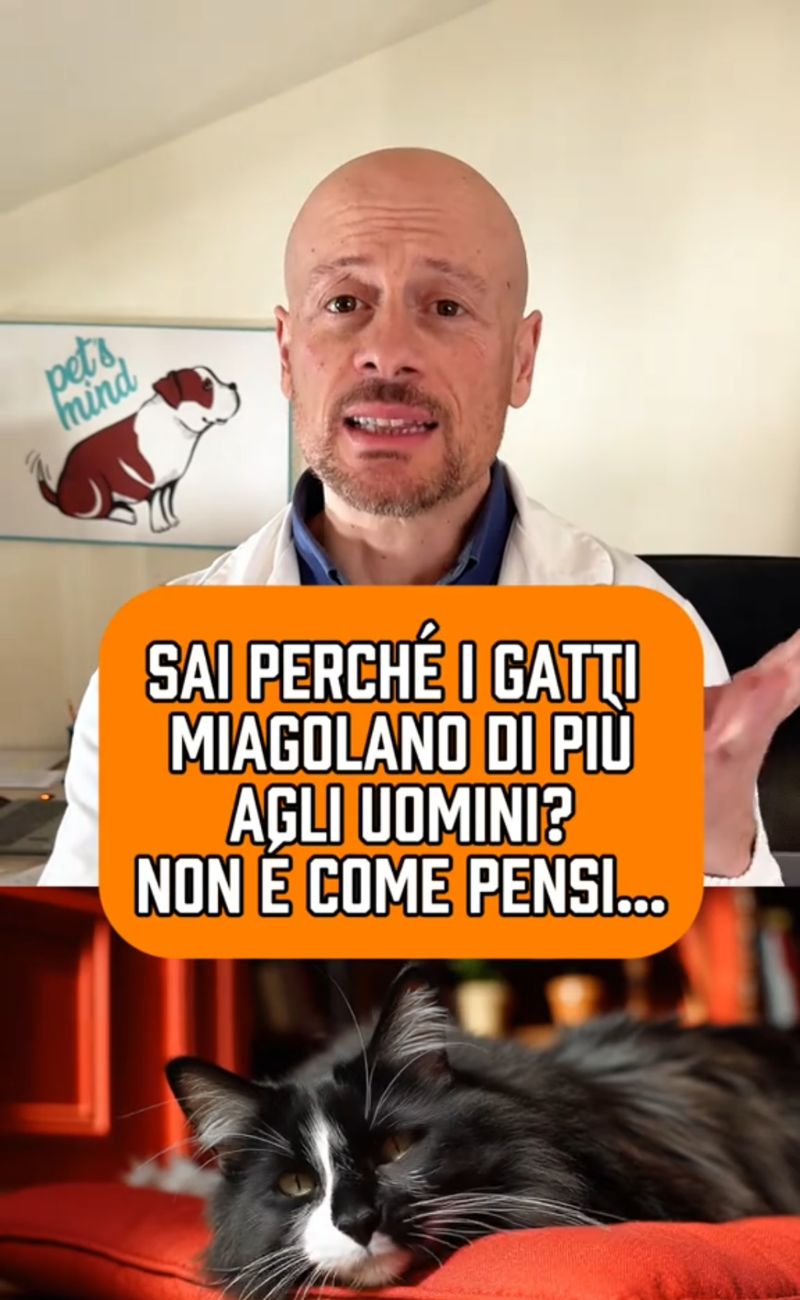 I gatti miagolano di più verso gli uomini, ma non perché li amino di più, anzi; hanno capito che le donne li comprendono meglio, mentre gli uomini hanno bisogno di essere "richiamati" con più insistenza.