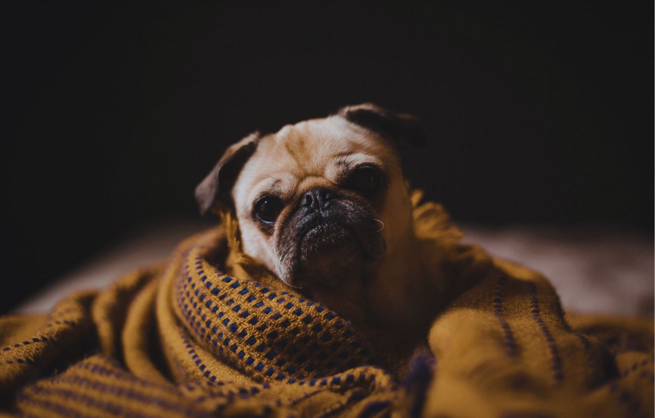 A qualcuno piacciono da impazzire, ma i carlini sono animali destinati a soffrire - forumagricolturasociale.it