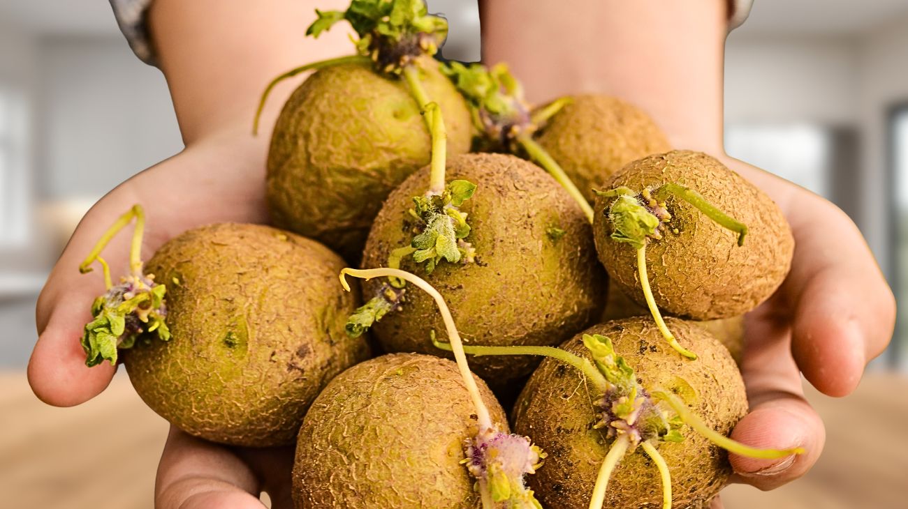 Patate germogliate