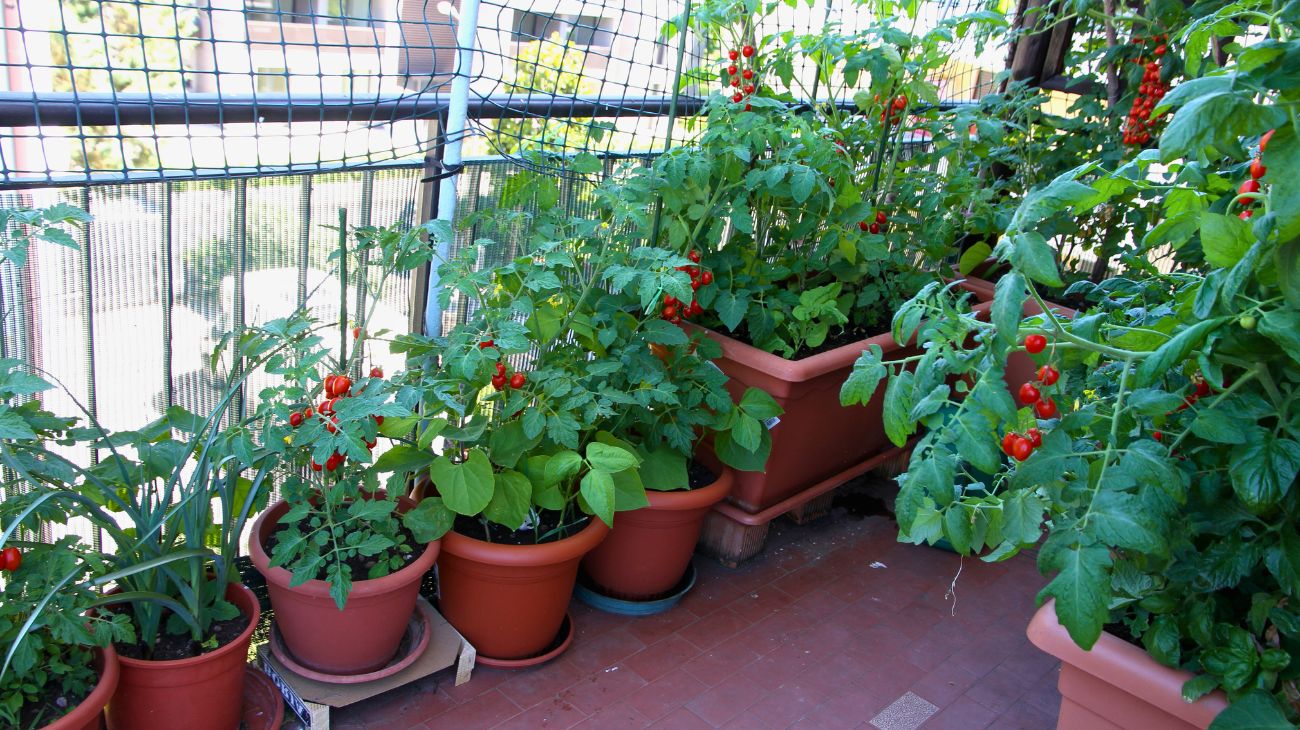 orto urbano in terrazza