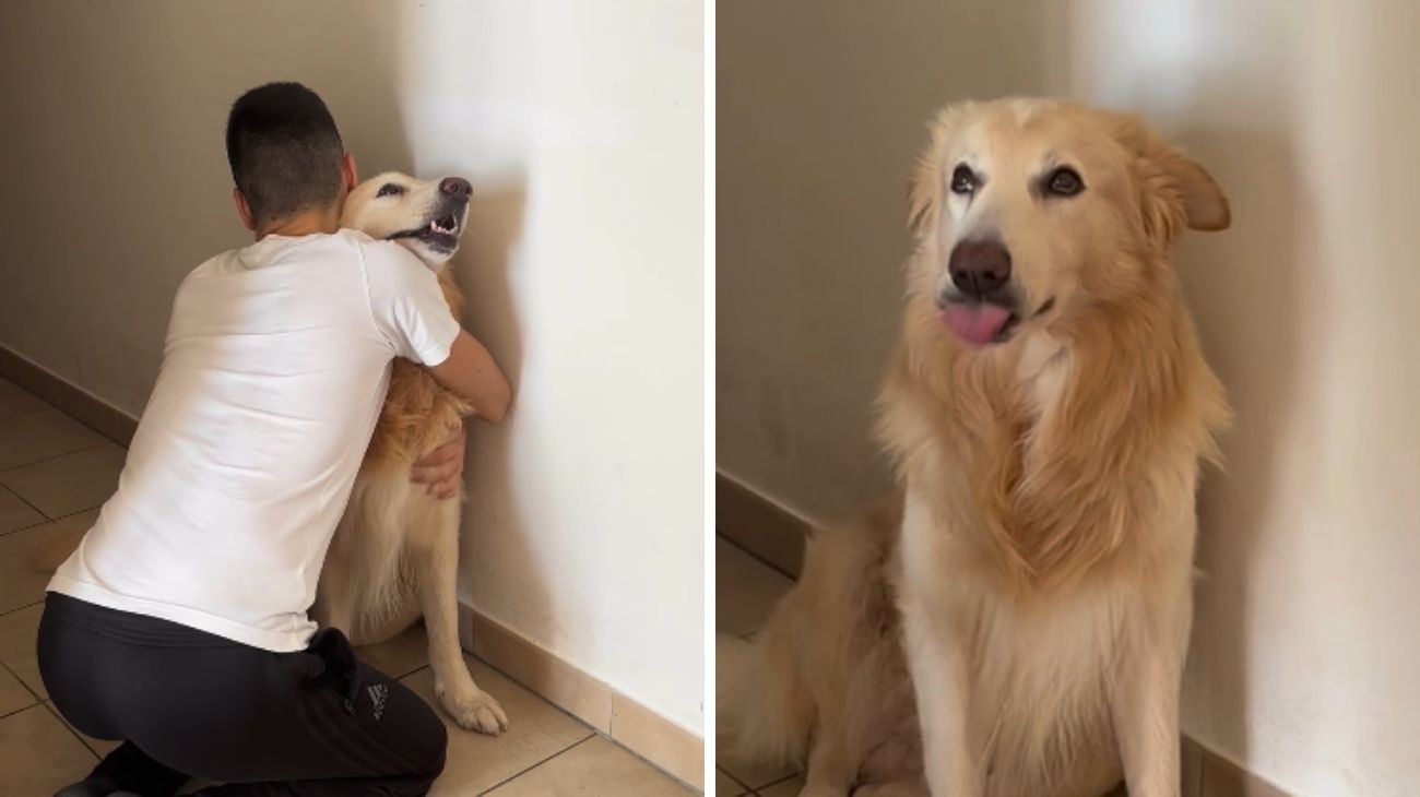 perché non abbracciare cane