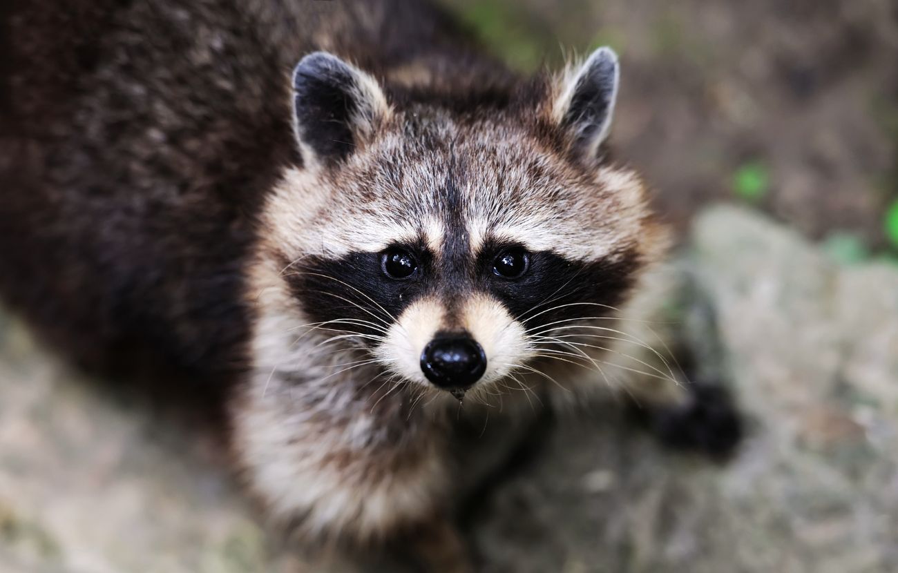 Un esemplare di procione (foto stock)