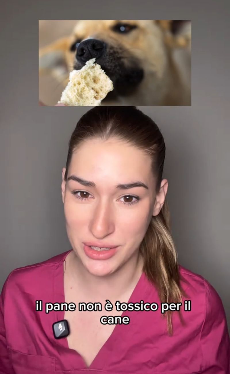 Il pane si può dare al cane, a patto che sia scondito e che sia un pezzetto, perché non ha grande valore nutrizionale ma al contempo contribuisce all'aumento di peso.