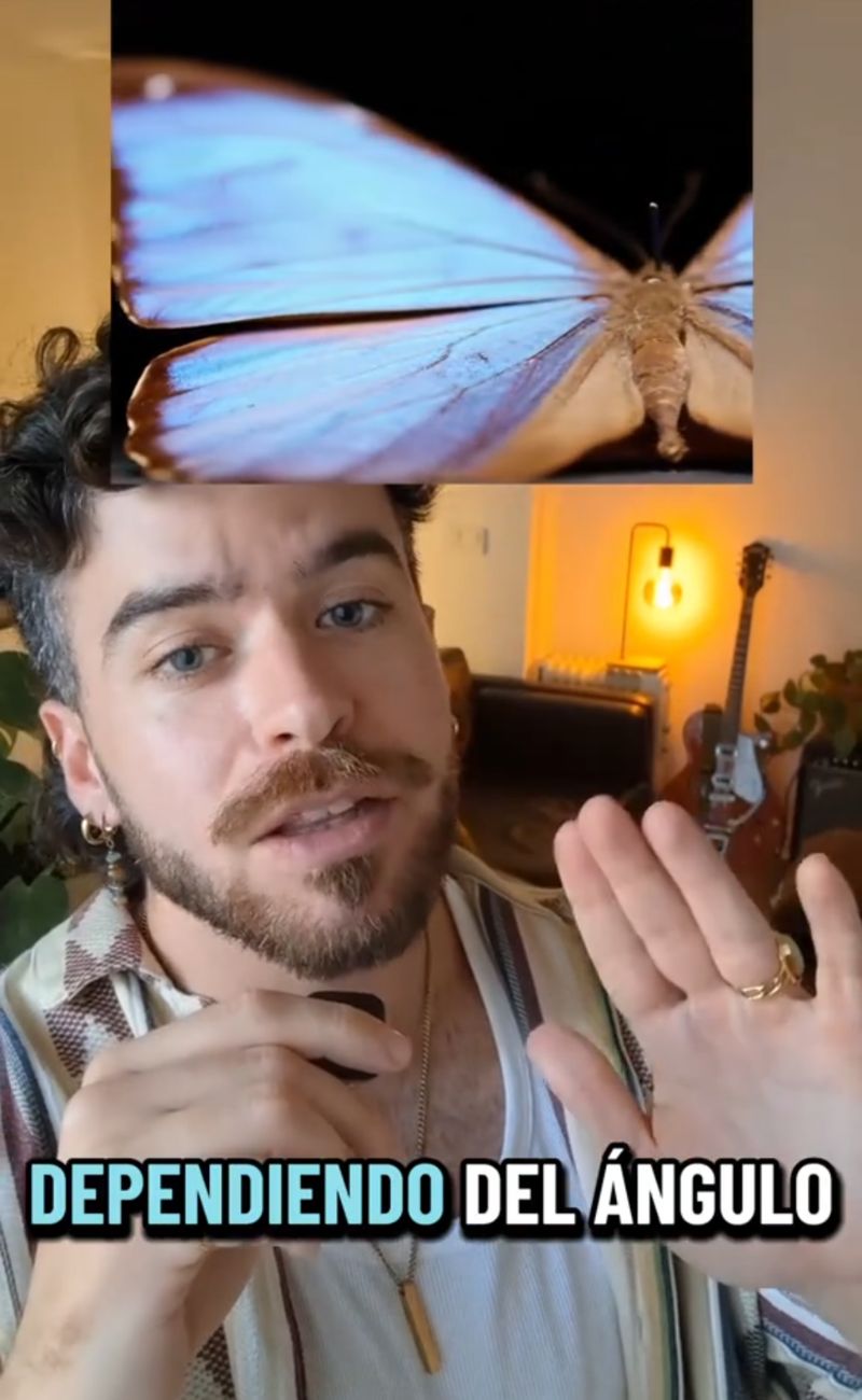 La farfalla blu non è blu in realtà, nel senso che non ha pigmenti di quel colore.