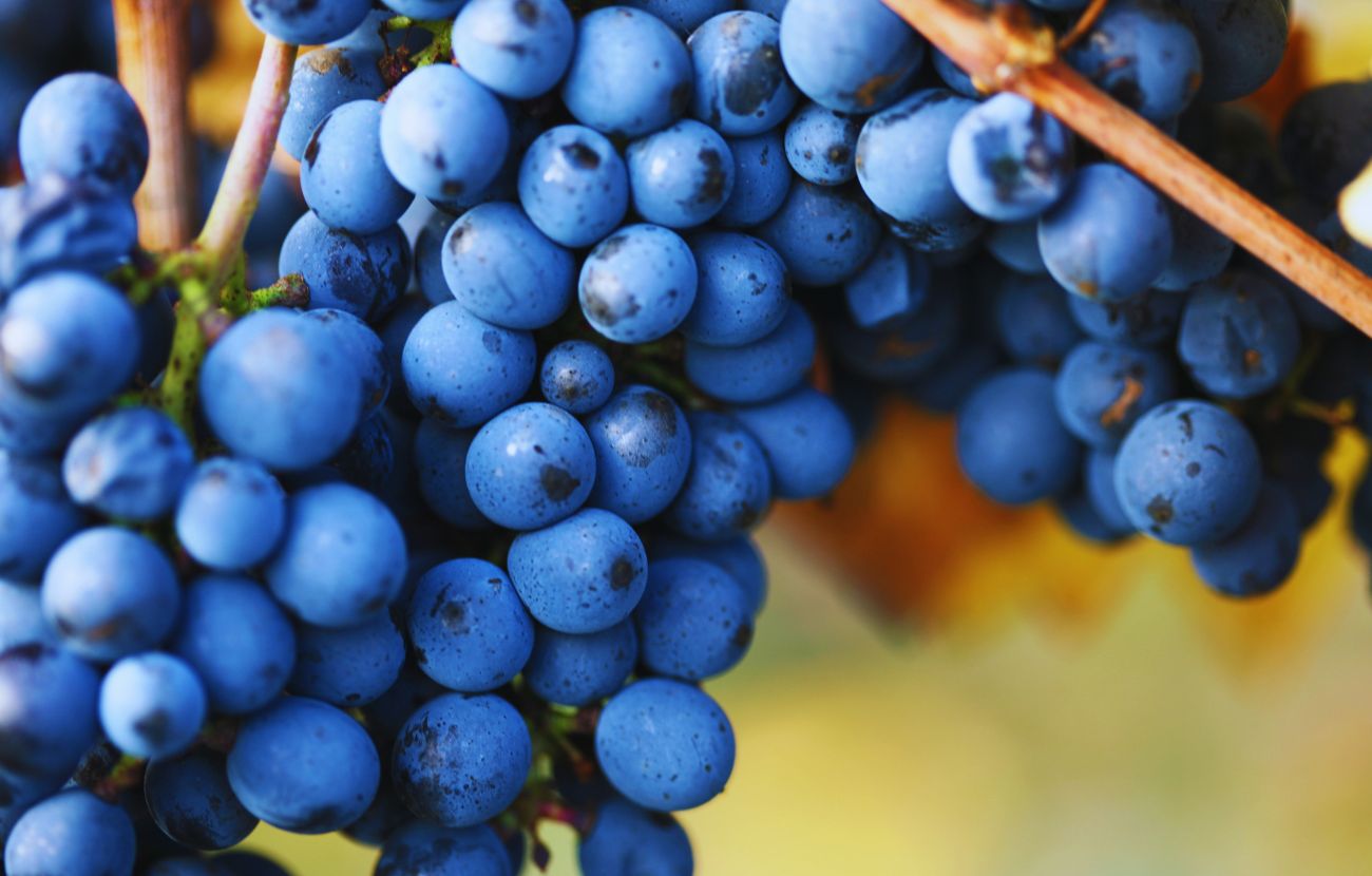 Dell'uva (Foto stock)