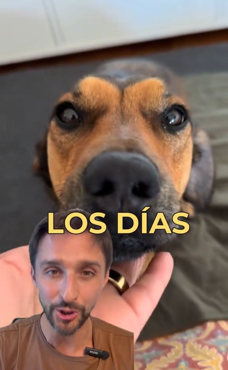 Il veterinario ha spiegato come un cane ci dice "ti amo". Credits: Filosofía Animal - TikTok