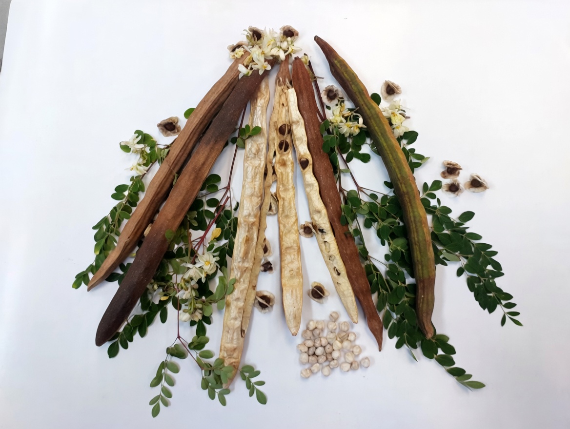 Moringa Oleifera Microplastiche