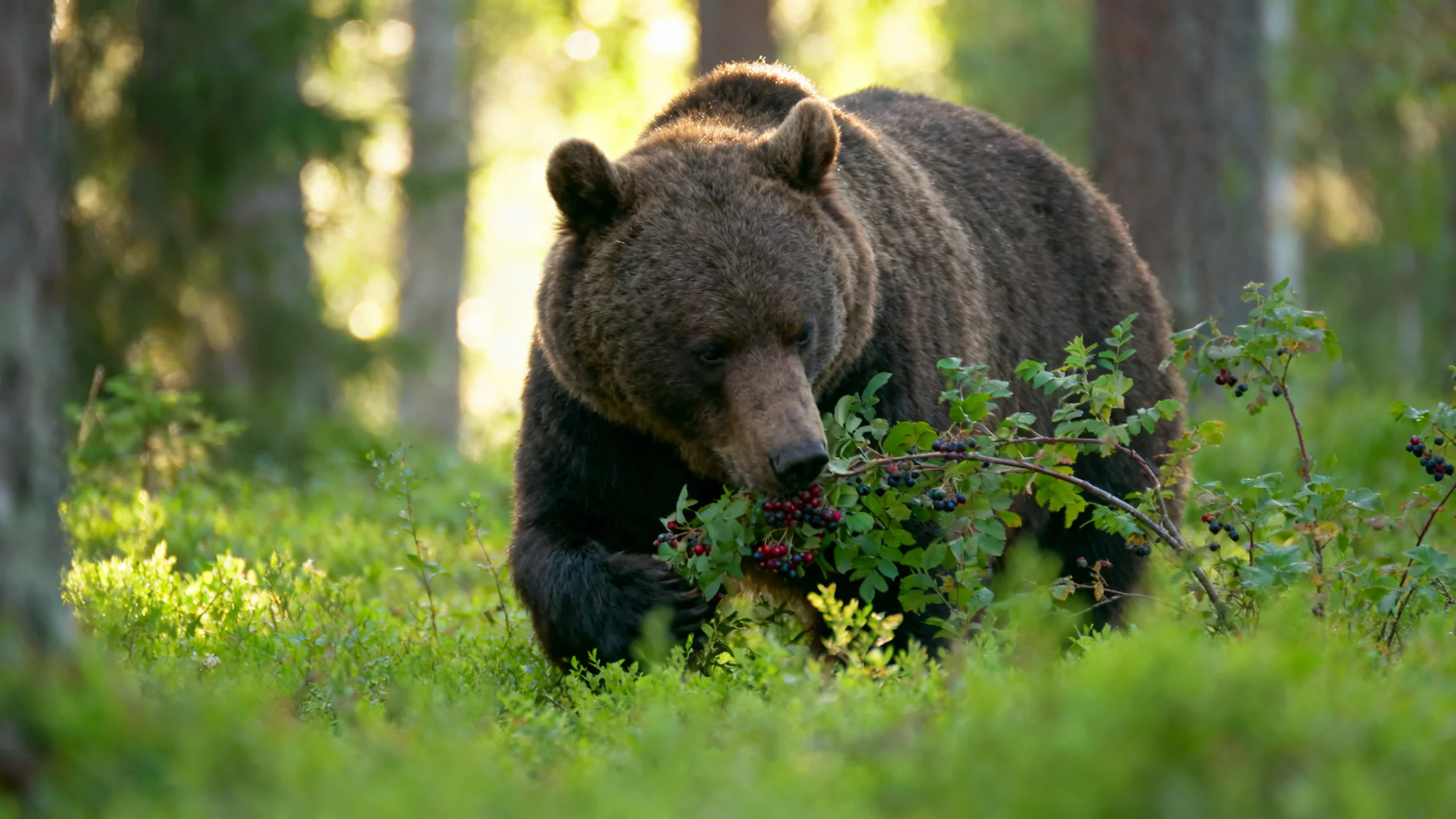 Orso bruno che mangia bacche selvatiche in una foresta europea