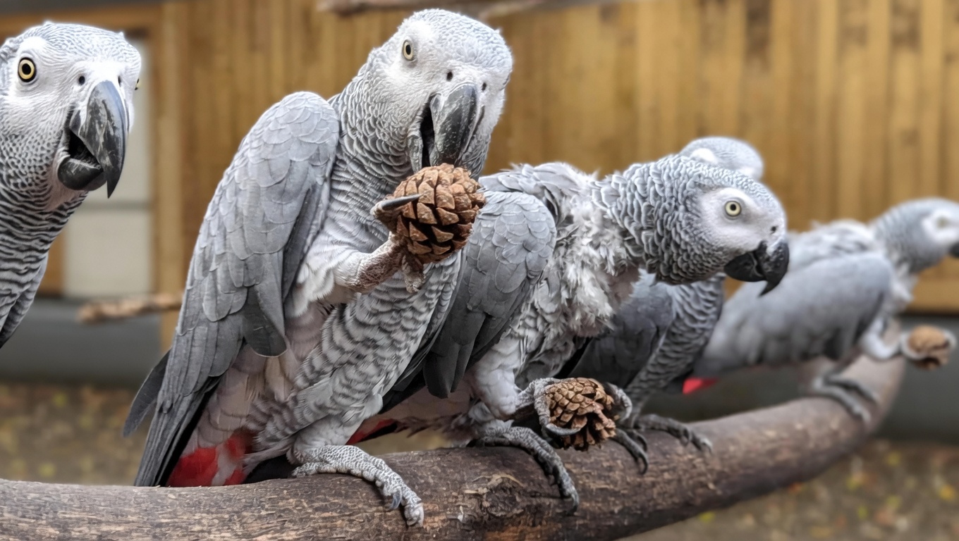 Pappagallo Africano Grigio