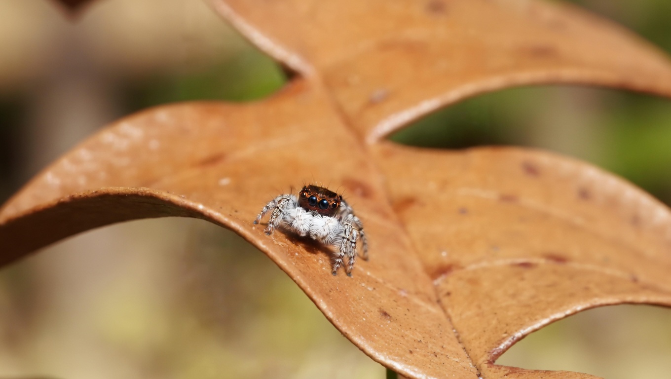 Ragno Pavone Corteggiamento