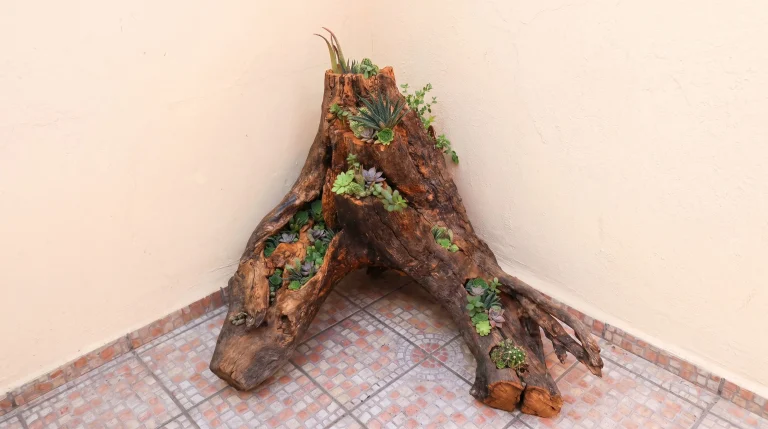 Ceppo d'albero come fioriera per piante grasse: guida pratica al riciclo del legno in giardino