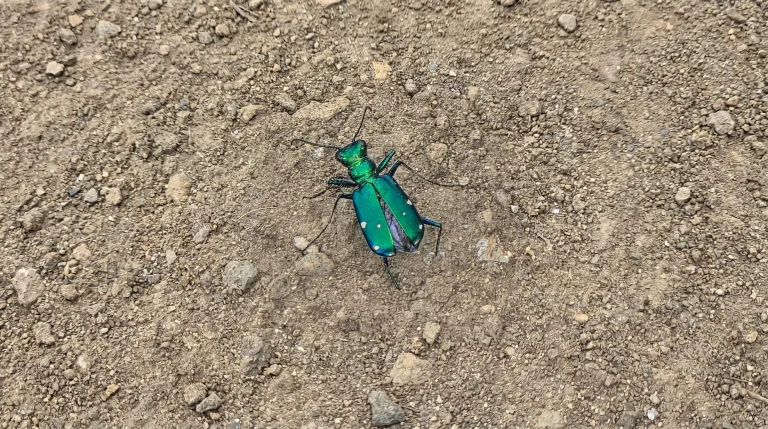 Cimice verde in casa e nell'orto: come riconoscere Palomena prasina e allontanarla senza veleni