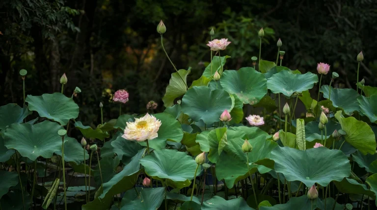 Coltivare il fiore di loto in vaso: guida al mini-stagno da terrazzo