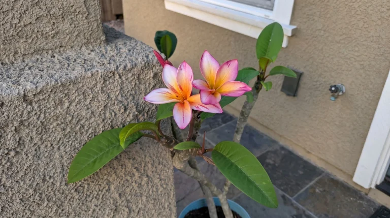 Coltivare la plumeria in vaso in Italia: guida completa alla fioritura del frangipani