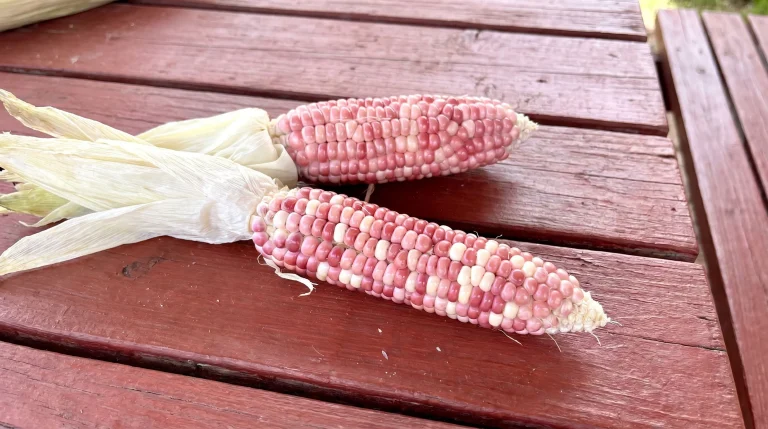Coltivare mais colorato nell'orto: guida al flint corn e alla tua landrace