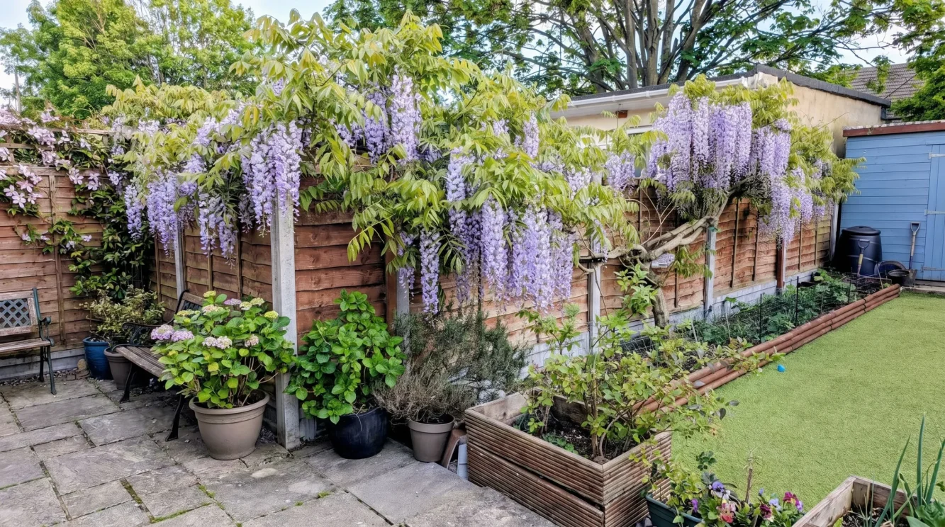 Come coltivare il glicine: guida completa alla fioritura abbondante