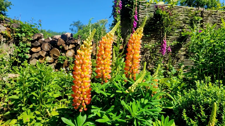 Come coltivare il lupino in giardino: guida alla serie West Country e a 'Gladiator'