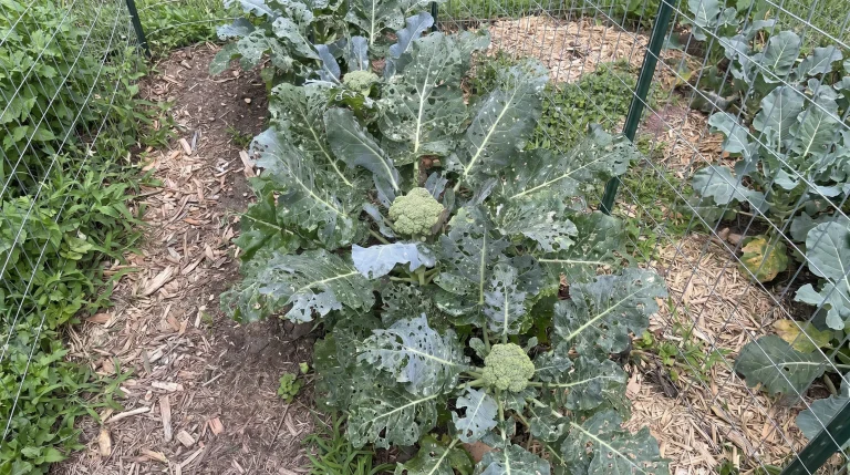 Come eliminare i bruchi dai cavoli: guida alla difesa biologica di broccoli e cavolfiori
