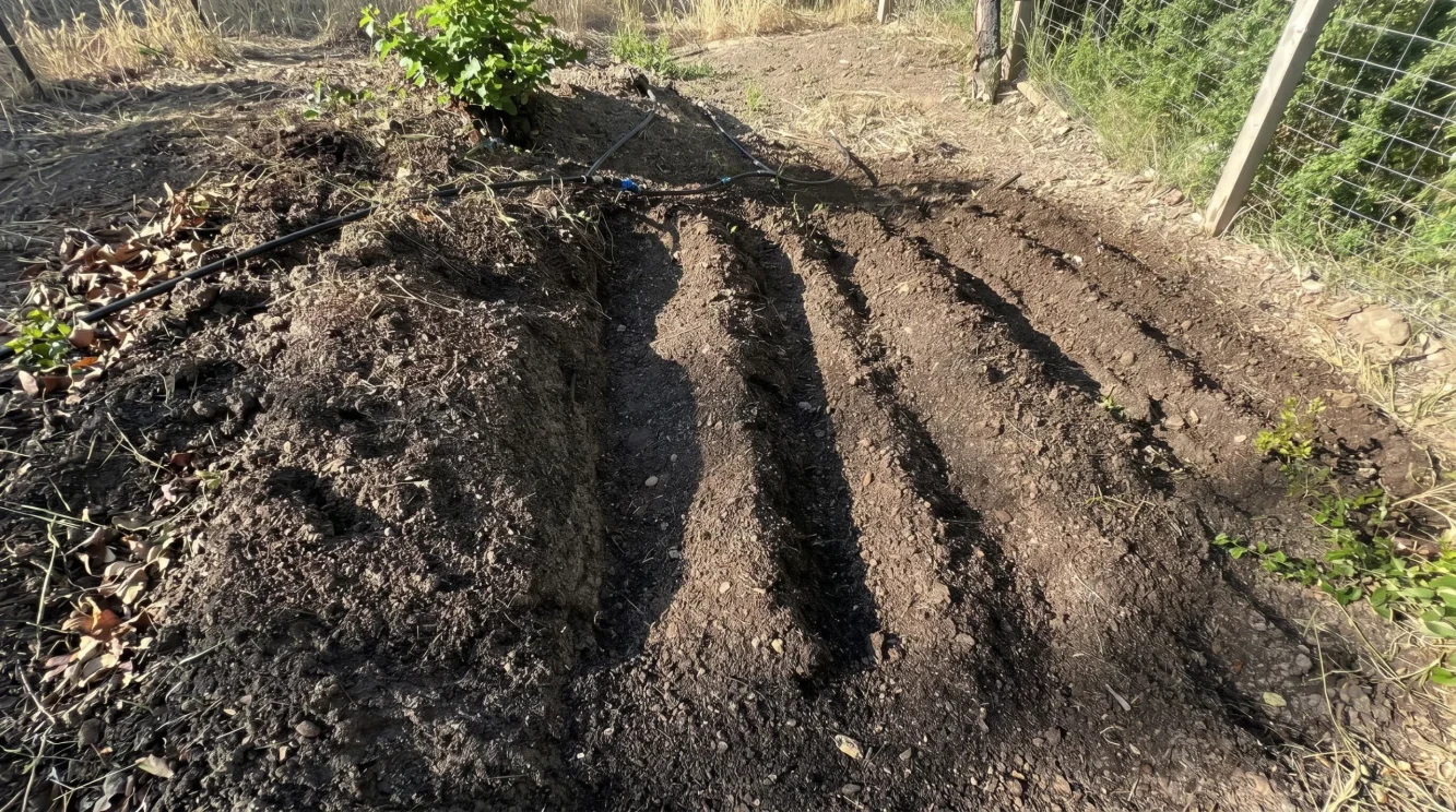 Come migliorare un terreno argilloso per l'orto: guida triennale