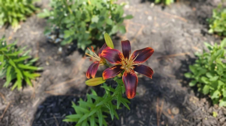 Come proteggere i gigli dagli animali: guida anti caprioli, cervi e lepri per Lilium in giardino