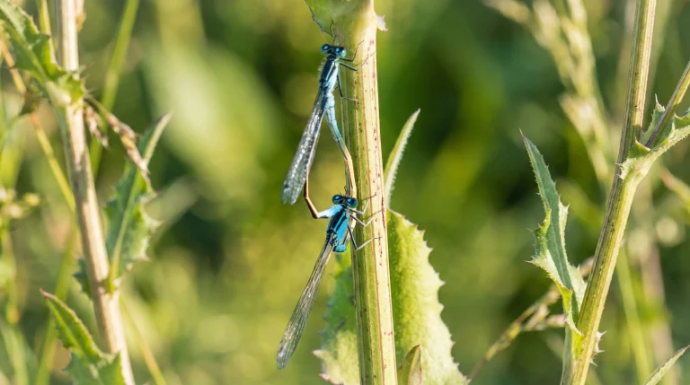 Damigelle: le libellule in miniatura che proteggono il tuo giardino dalle zanzare